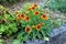 Common gaillardia or Gaillardia aristata wildflowers with yellow to reddish petals planted in form of small bush in local garden