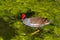 Common Gallinule