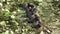 Common Gallinule chicks on a log in wetlands