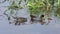 Common Gallinule feeds its chick in a pond