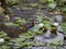 Common Gallinule in a Florida Pond