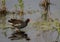 Common Gallinule foraging in calm marsh in spring