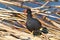 Common gallinule foraging for food in water