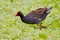 Common Gallinule (Gallinula galeata)