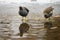 Common gallinule, Gallinula galeata moorhen rinking water, frozen and snow covered pond in winter, birds