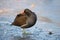 Common gallinule, Gallinula galeata moorhen waddle over frozen and snow covered pond in winter, birds