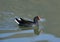 Common Gallinule Gallinula galeata swimming