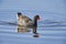 Common Gallinule Gallinula galeata swimming in Lake Chapala