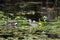 Common Gallinule at Reed Bingham State Park Georgia