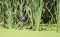 Common Gallinule on swamp bog, Sweetwater Wetlands, Tucson Arizona desert