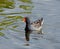 Common Gallinule Swimming in Blue Green Water