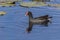 Common Gallinule Swimming in a Florida Pond