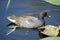 Common gallinule swimming in marsh canal with spatterdock leaves