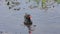 Common Gallinule swims with its chick