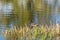 Common gallinule waterfowl Gallinula galeata