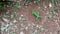 common garden green lizard digging the ground for laying eggs, calotes calotes