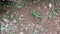 common garden green lizard digging the ground for laying eggs, calotes calotes