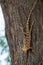 Common Garden Lizard or Oriental garden lizard or Calotes versicolor on tree trunk camouflaged
