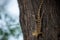 Common Garden Lizard or Oriental garden lizard or Calotes versicolor on tree trunk camouflaged