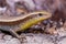 Common garden skink