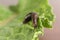 Common Garden Slug