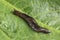 Common Garden Slug