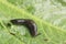 Common Garden Slug