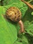 Common Garden Snail (Helix aspersa)