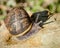 Common Garden Snail Surrounded by Bubbles on Rock