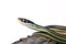 Common Garter Snake