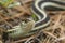 Common garter snake