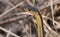 common garter snake gets a close up while it raises up to look about