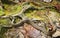 Common Garter Snake in the Great Smokey Mountains