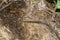 Common Gartersnake warming in the sun on the forest floor