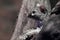 Common genet