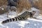 Common genet in nature