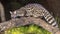 Common Genet on Trunk at Night