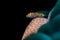 Common ghostgoby on porites coral