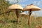 Common giant parakeet, macrolepiota procera. Parasol Mushroom