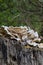 Common Giant polypore