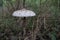 Common giant umbrella, macrolepiota procera