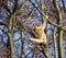 Common gibbon, White-handed gibbon