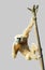 Common gibbon or white-handed gibbon