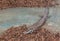 Common gigantic lizard Tiliqua scincoides of plate-tailed lizard