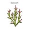 Common glasswort Salicornia europaea , medicinal plant