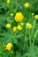 Common globeflower, Trollius europaeus