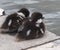 Common Golden Eye Ducklings