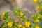 Common golden thistle flower bud Scolymus hispanicus
