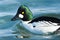 Common Goldeneye