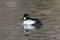 Common Goldeneye